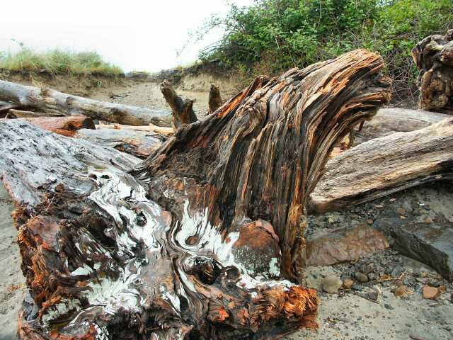 040526 Drift Wood