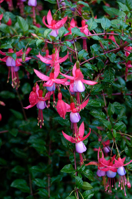 040914 Fushsia Bush