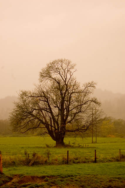 Forlorn