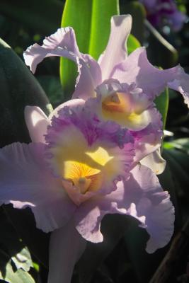 Cattleya