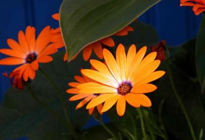 Orange-Flower