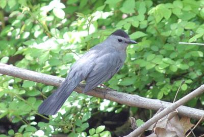 Catbird