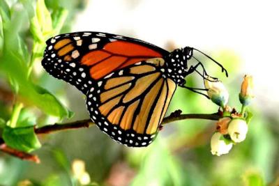 Butterfly-1