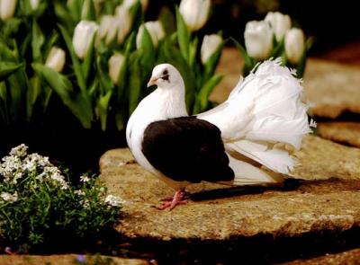 Pigeon