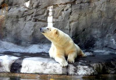 polar Bear  2