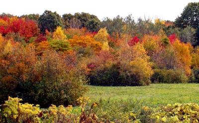 Autumn  0931