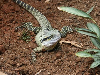Lizard