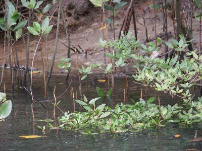 Croc. In the wild