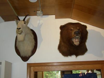 1075 Mountain Goat  & Coastal Brown Bear at Petersburg Museum.jpg