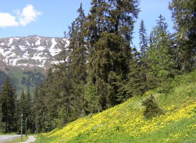 1228 Dandelions in Bloom.jpg