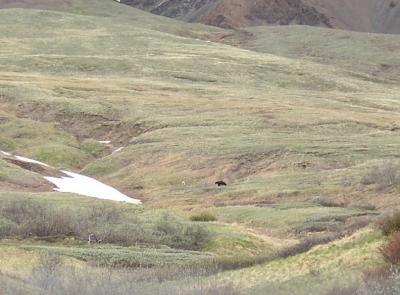 u46/kenkirk/medium/29913643.1267GrizzlyBears.jpg