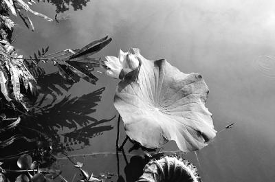 Lotus