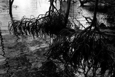 Mangrove Roots at Dusk