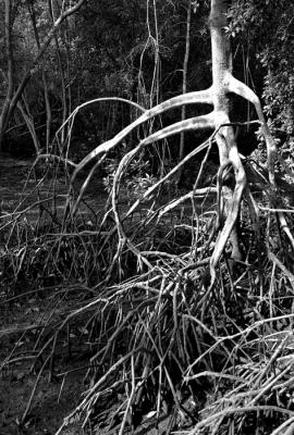 Mangrove Roots III