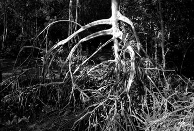 Mangrove Roots IV