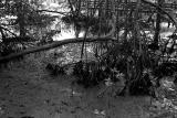 Mangrove Roots II
