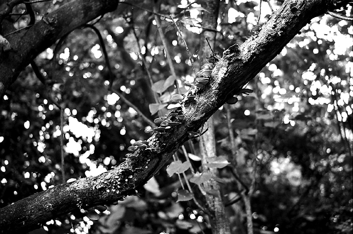 Fungi on Tree Branch