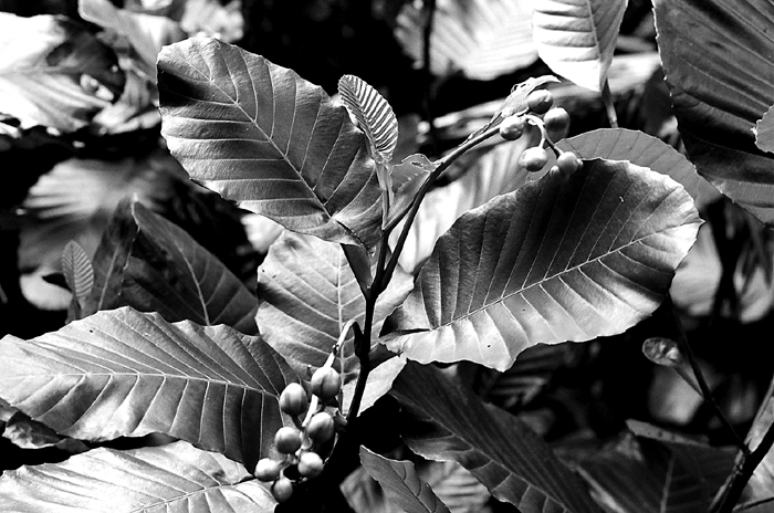 Foliage of Mangrove Tree