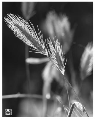 Wheatgrass