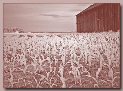 corn2207.jpg