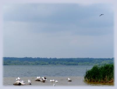 Lake Wingra gulls