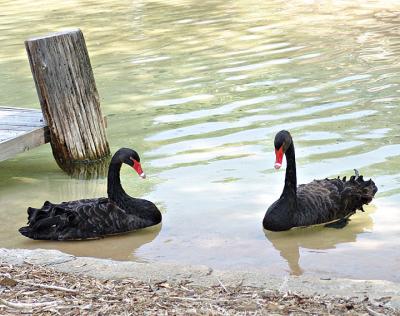 swans2566.jpg