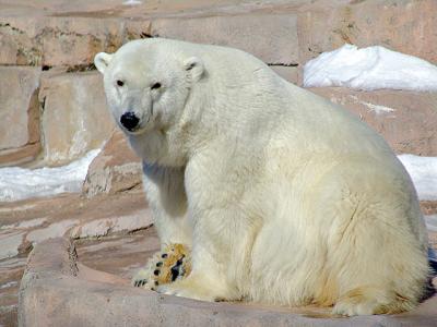 polar2595.jpg