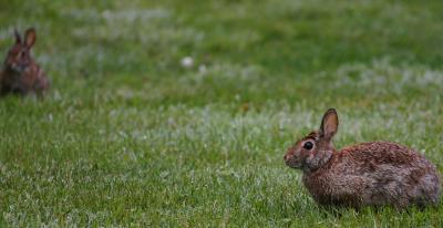 Rabbits