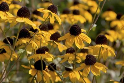 Fall flowers along the roadside