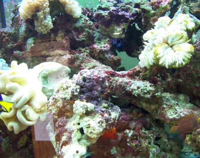 Aquarium scene.jpg