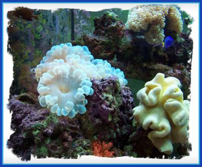 Aquarium.jpg