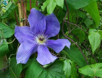 u46/kmannen/medium/29853694.blueClematis2.jpg