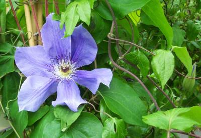 u46/kmannen/medium/29853725.blueClematis.jpg