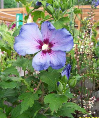 blue flower.jpg
