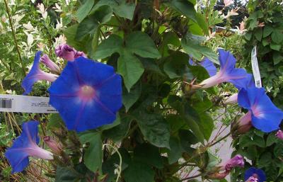 Blue Morning Glories.jpg