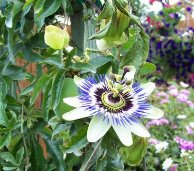 Blue Passion Flower 2.jpg