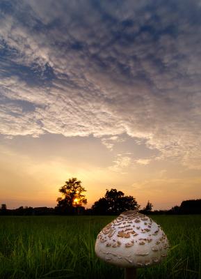 4th Place - Parasol Sunset by Jono Slack