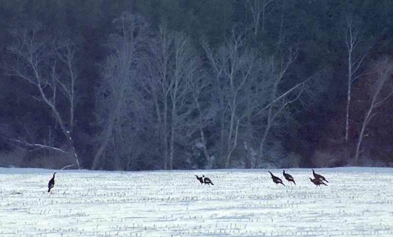 Stalking the Wild Turkey #2  by Paul Fink