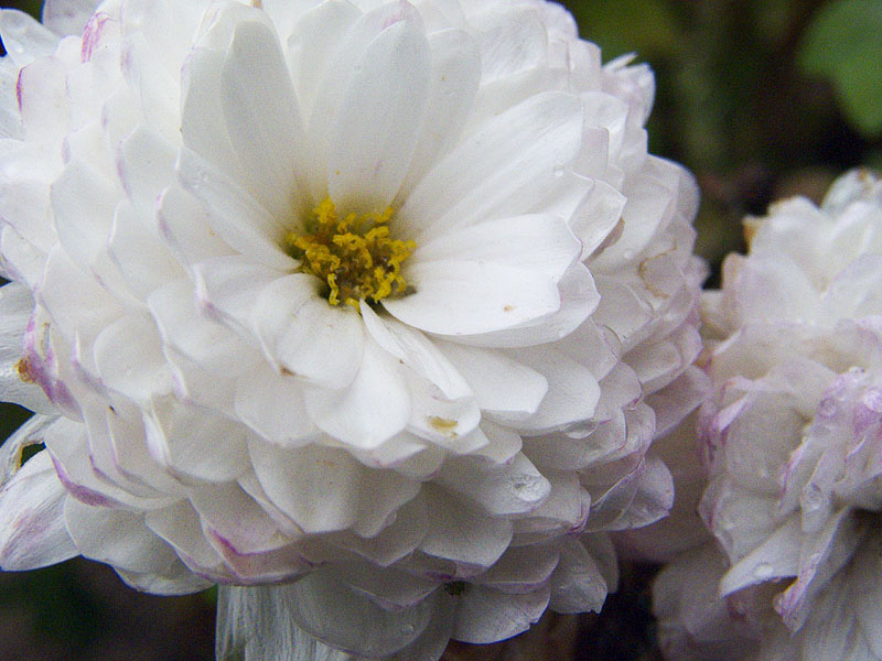 Rainy Day Mums