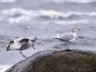 Gulls
