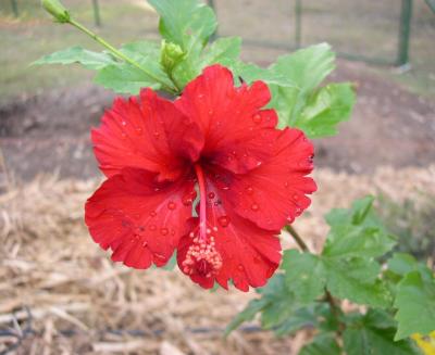 Hibiscus ~Reddy or Not~