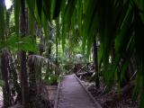 Rainforest boardwalk-1.JPG