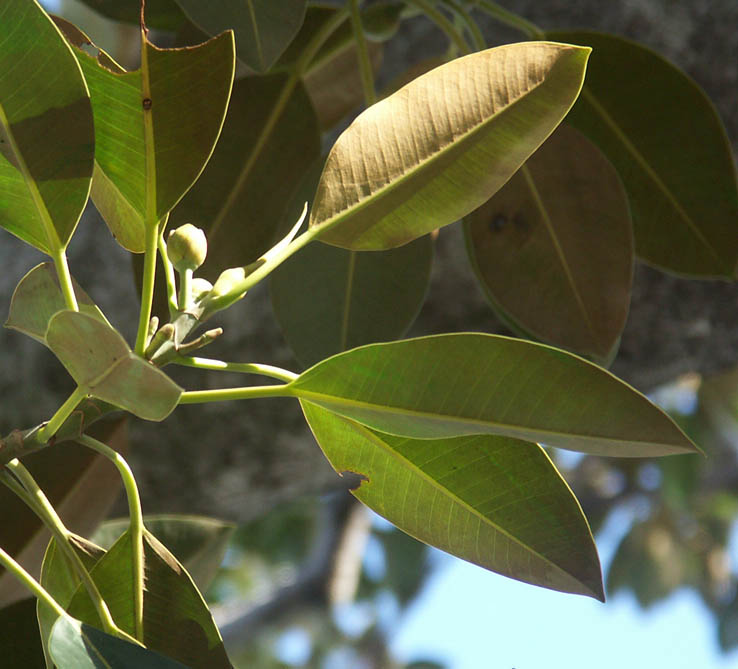 Tree detail 2