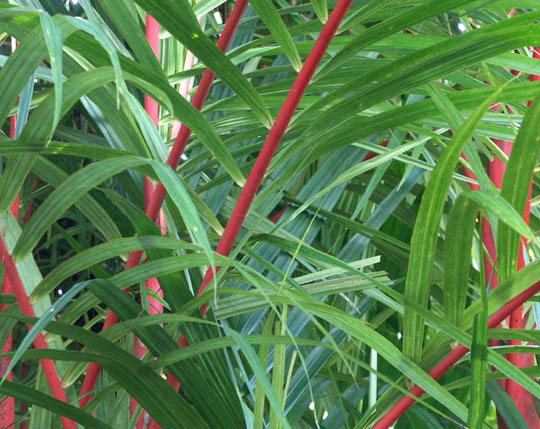 Palm