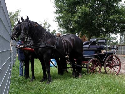 Frisian horses with carriage