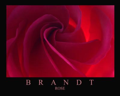 ROSE POSTER Paint With Light