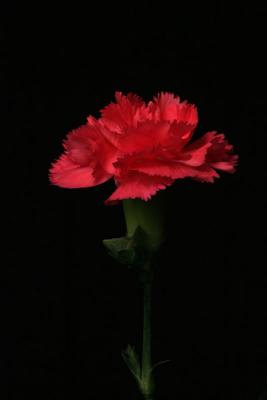 IMG_6604fix800.jpg