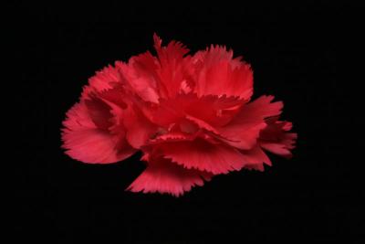 IMG_6608fix800.jpg