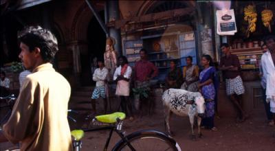 u46/lcarlsen/medium/39889590.stIN96_Gokarna.jpg