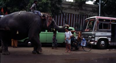India70_Lennert+Templeeleph.jpg
